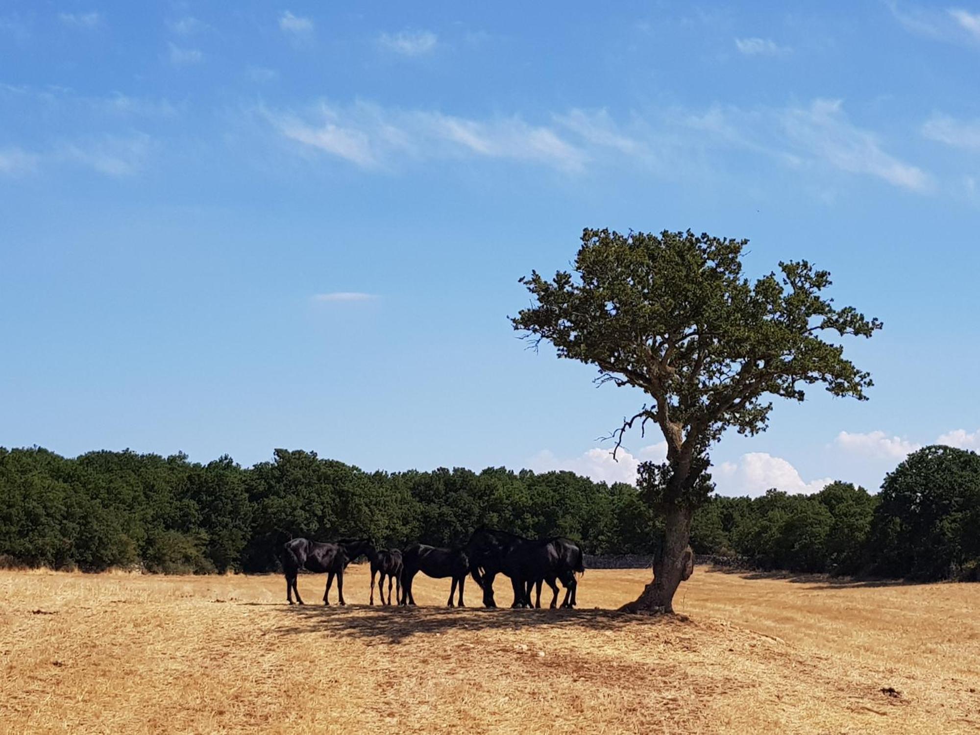 Masseria Santolomuto Séjour à la ferme Noci